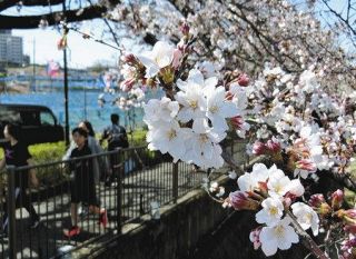 ＜新型コロナ＞桜祭り中止、公園の宴会自粛…　少し寂しい春休み