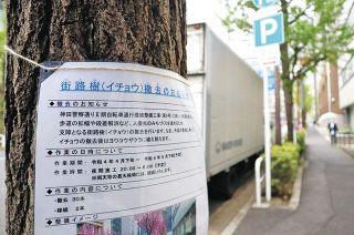 神田警察通りのイチョウ　伐採25日着手　住民は保存要望