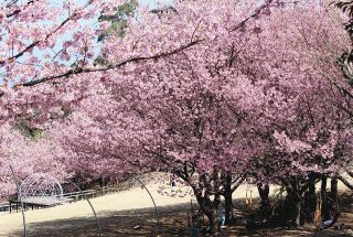 春の訪れ「城ケ崎桜」　伊東の公園で