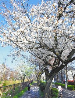 枯死相次ぐ「名勝小金井桜」を復活させよう　府中市の都立農業高が協力し進むプロジェクト