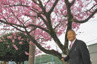 教え子を戦地に送った後悔から品種改良…羽田に植えられた桜「陽光」　世界各地でも咲く非戦の願い