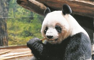 パンダの国境を越える「愛され力」は日中両国の人たちをつないだ