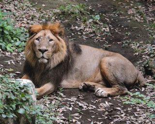 ライオンいない上野に　国内で初飼育　最後の１頭死ぬ