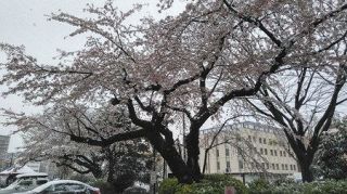 競演の桜ブルッ　季節外れの雪