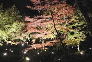 晩秋の夜　彩る紅葉　荻窪の大田黒公園ライトアップ