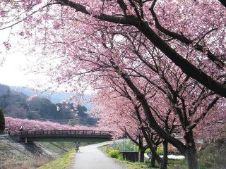 ＜花前線＞早咲きの桜で　春のいぶきを