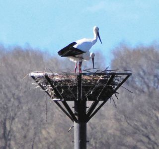 コウノトリ産卵か　5年連続野外繁殖へ期待　小山市、21日にも望遠鏡設置