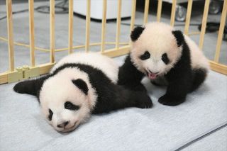 上野動物園の双子パンダの名前、オスは「暁暁(シャオシャオ)」、メスは「蕾蕾(レイレイ)」　1月にも一般公開へ