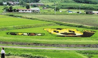 田んぼに「しまじろう」　6色のイネで表現　高山の道の駅「中山盆地」