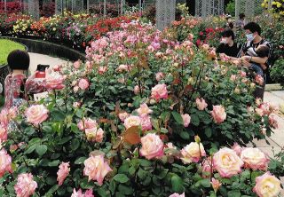 神奈川県各地でバラ見頃　平塚の「花菜ガーデン」や小田原の「フラワーガーデン」　箱根はまだ二分咲き
