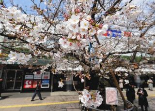 桜を楽しむ　仙川の「駅前桜」、今年も　「三沢川桜」ライトアップ
