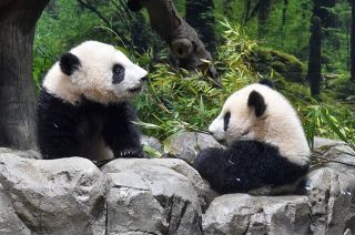 左：シャオシャオ、右：レイレイ（ともに215日齢）＝24日撮影、いずれも東京動物園協会提供