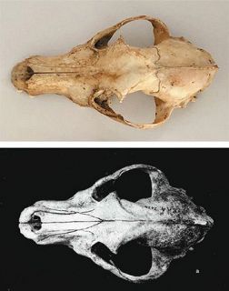 （上）「最後の樺太犬」とされ１９９９年にサハリンから北海道に渡った犬の頭の骨＝名古屋大博物館で（小柳悠志撮影）　（下）オホーツク文化の遺跡で出土した樺太犬の頭の骨＝東京大学出版会「オホーツク文化の研究３　香深井遺跡　下」収録