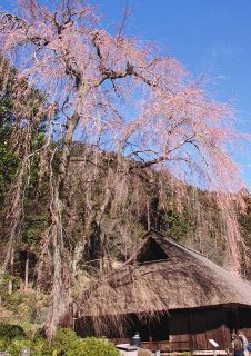 樹齢４００年　しだれ桜開花　日高・高麗神社で２８日に夜桜会