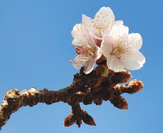 「あたみ桜」が開花　熱海・糸川沿い
