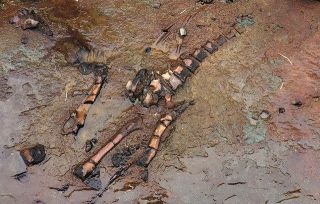 川の一斉清掃で化石発見　海の絶滅哺乳類「デスモスチルス」の仲間か　1800万年前の地層
