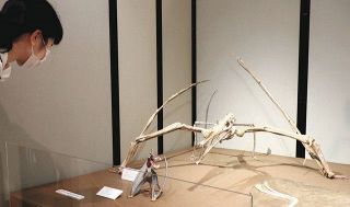 空に挑んだ生き物たち　富岡市上黒岩の県立自然史博物館で「翼竜」中心の企画展　「化石、標本で存在を実感」