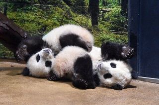 【動画】やっぱり木の上が好き！でも下りるときはゆっくりだよ！上野動物園の双子パンダ、シャオシャオとレイレイ