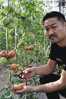「男気トマト」を収穫する手島孝明さん＝埼玉県桶川市で
