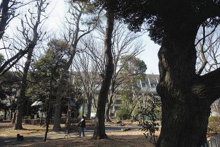 明治神宮、実は「財政問題」…外苑再開発の背景に　稼ぎ頭の球場の建て替えがネック　多数の樹木が伐採の危機