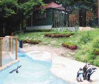 ケープペンギン新居を披露　智光山公園こども動物園