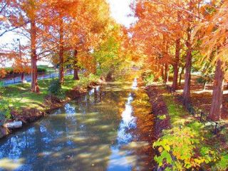 ＜彩の国フォト＞加須　晩秋の水辺、光彩の幻想