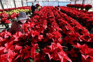 ポインセチア出荷準備進む