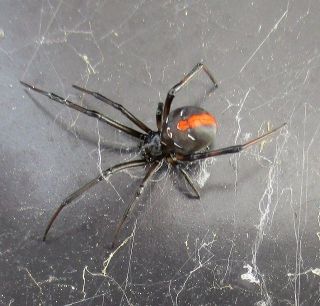 毒グモが五輪・パラ会場に貸し出したアサガオ植木鉢に 東京