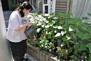 福島と墨田区　交流の種　花開く　障害者施設でヒマワリ栽培　被災地支援の一環