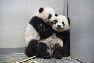【動画】シンシンママと一緒に少しずつお外で過ごしているよ　上野動物園の双子パンダのシャオシャオとレイレイ