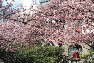 あたみ桜、糸川覆う　今月半ばまで見頃