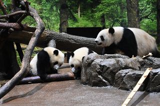 【動画】2頭で一緒にタケノコをかじかじ　上野動物園の双子パンダ、シャオシャオとレイレイ