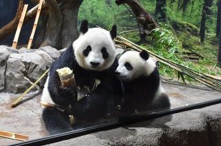 【動画】早くタケノコ食べたいな～　上野動物園の双子パンダ、シャオシャオとレイレイ