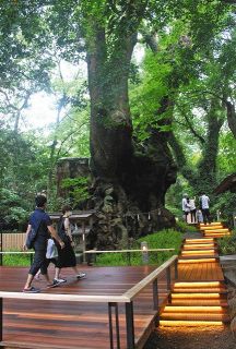 来宮神社、ウッドデッキ設置　神木の大楠を保護