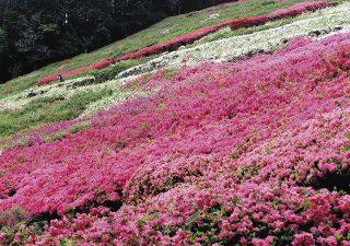 咲き誇るツツジ見頃　熱海・姫の沢公園　8日まで花まつり