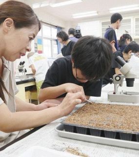 東松山の児童 サワトラノオ守れ！！　希少植物 受粉の謎に迫る
