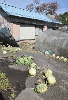 台風１９号 嬬恋キャベツ　９割収穫「被害は一部」