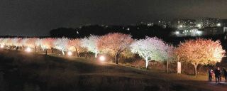 エコ電源でライトアップを　八千代の「新川千本桜」来春計画　来月ネットで資金募る