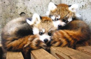 双子のレッサーパンダ赤ちゃん　きょうから公開　県こども動物自然公園