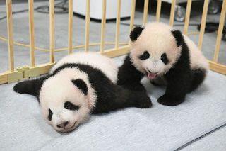 【動画】2頭仲良くゴ～ロゴロ 上野動物園の双子パンダ　姉シャンシャンは竹筒振っておやつゲット