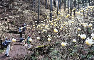 黄色い妖精　輝くミツマタ　県境・焼森山の群生地