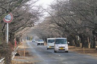 立ち入り規制が緩和された桜並木を通行する車両＝1月26日、福島県富岡町で