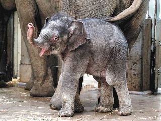 すくすく生後1ヵ月　上野動物園生まれのゾウの子ども、名前を３択で投票受付中