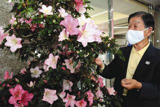 江戸川区で盆栽展示　「名人」海老根さん20年目　サツキの花言葉に励まされ
