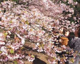 淡い紅紫色の花かれんに　伊東小室桜「母樹」見ごろ