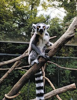 大宮公園のワオキツネザル、一夜の逃亡劇　東松山から引っ越し直後