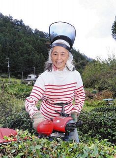 茶畑の手入れをする戸田雅子さん