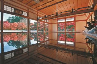 紅葉が美しく浮かぶ「床もみじ」 群馬・桐生市の宝徳寺で拝観者を魅了