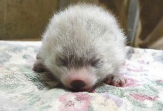 生まれたよ！レッサーパンダの赤ちゃん　県こども動物自然公園　１０月に一般公開予定
