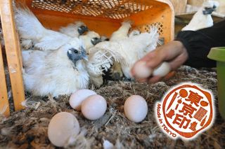 子どもの言葉がきっかけ…ブルーベリー園で飼う「東京うこっけい」　一石二鳥の好循環